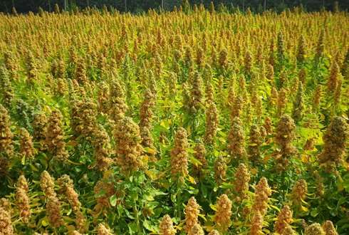 Three new quinoa cultivars for varying climates