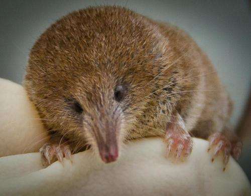 Pygmy shrew population in Ireland threatened by invasion of greater white-toothed shrew