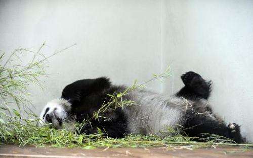 Tian Tian ('Sweetie'), female giant panda, relaxes in her compound at Edinburgh Zoo, on August 9, 2013