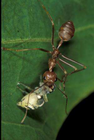 Timid jumping spider uses ant as bodyguard