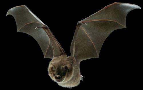 Tiny muscles help bats fine-tune flight, stiffen wing skin