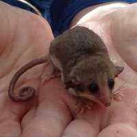 Tiny possum discovered in national park near Albany