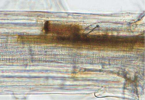 Researchers find nematode incites defense response in plants that benefits itself