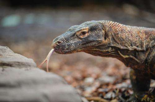 Top ten reptiles and amphibians benefitting from zoos