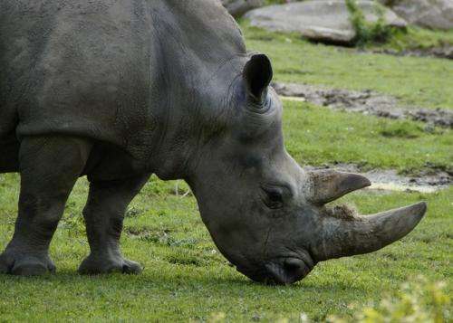 To reduce rhino poaching, take demand for horns seriously