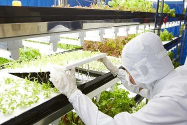 Toshiba Clean Room Farm Yokosuka begins vegetable production