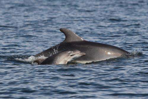 Tourism poses a threat to dolphins in the Balearic Islands