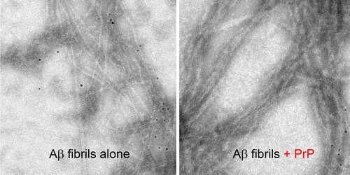 Toward unraveling the Alzheimer's mystery