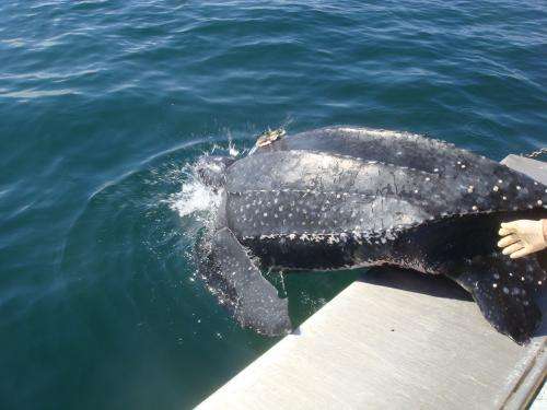 Tracking endangered leatherback sea turtles by satellite, key habitats identified