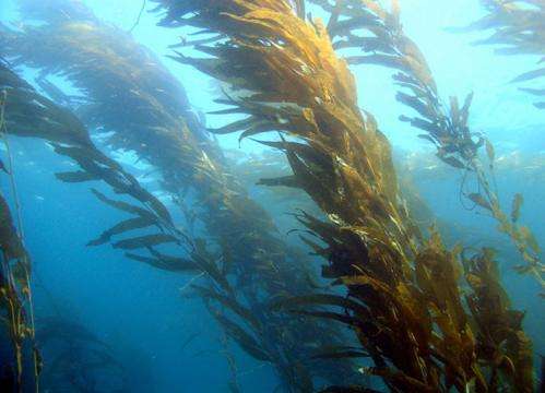 Tracking giant kelp from space