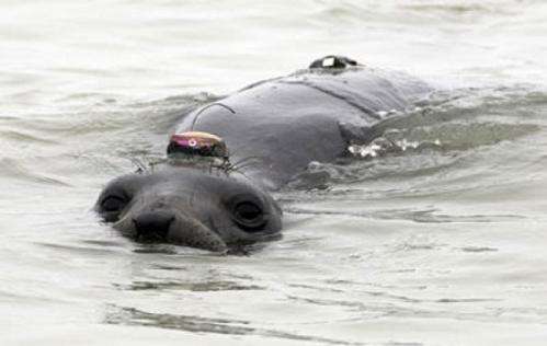 Tracking reveals hidden lives of elephant seals