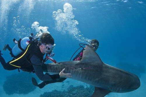 Tracking the deep sea paths of tiger sharks
