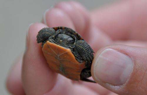 Tracking turtles through time, Dartmouth-led study may resolve evolutionary debate
