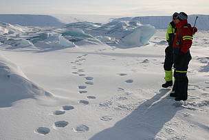 Arctic expedition pioneers technique  for polar bear research