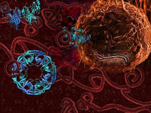 'Transformer' protein provides new insights into Ebola virus disease
