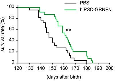 将人体IPS细胞衍生的富含神经血管祖细胞移植到ALS模型小鼠中延伸了它们的寿命