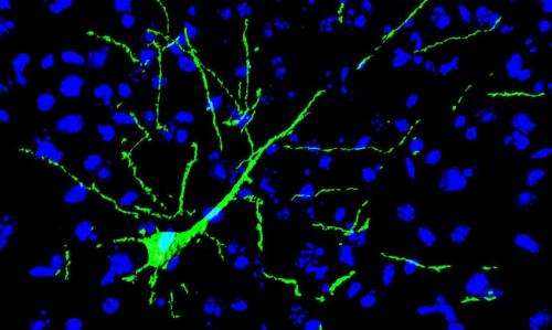 Implanted neurons become part of the brain