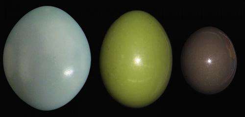 How bird eggs get their bling