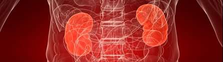 Treatment could offer protective effect against kidney damage