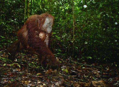 Tree-dwelling orangutans on ground