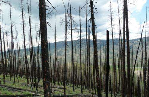 Tree killers, yes, fire starters, no: Mountain pine beetles get a bad rap, study says
