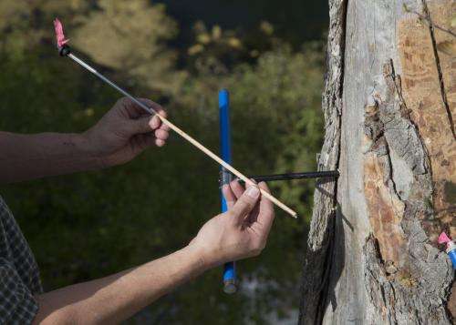 Tree rings reveal nightmare droughts in the West