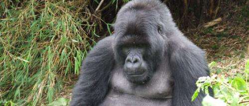 Trekking tourists to become wild gorilla guardians