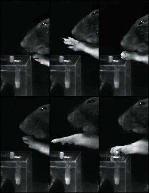 With the right rehabilitation, paralyzed rats learn to grip again