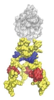 Tricky protein may help HIV vaccine development