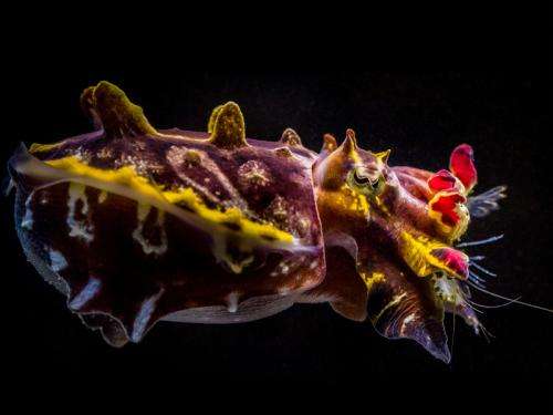 Tropical cuttlefish a model organism to study travelling waves in biological systems
