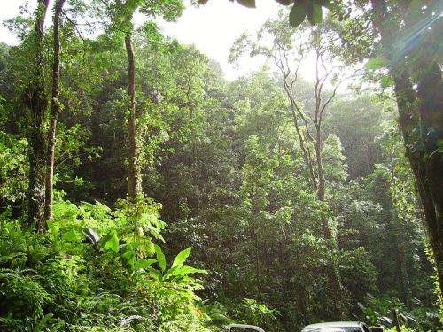 Role of animals in mitigating climate change varies across tropical forests