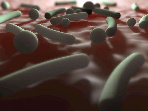 Gut microbiota influences blood-brain barrier permeability