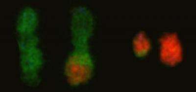 Tumor chromosomal translocations reproduced for the first time in human cells