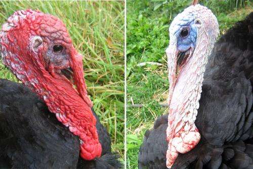 Turkeys inspire smartphone-capable early warning system for toxins