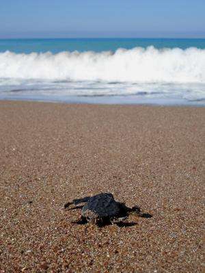 Turtle migration directly influenced by ocean drift experiences as hatchlings