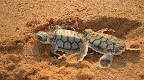 Turtle populations benefit from cooler rookery