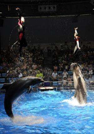 Two aquarium trainers are pushed out of the water by dolphins during a summer attraction at the Aqua Stadium in Tokyo on August 