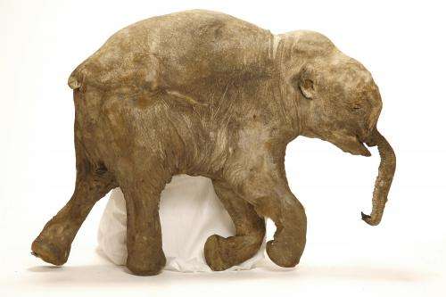 Two CT-scanned Siberian mammoth calves yield trove of insights