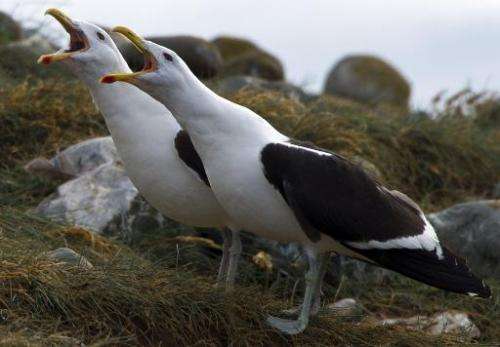 Two Dominican gulls are seen on Magdalena Island, 50 km from Punta Arenas, Chile, on February 28, 2014