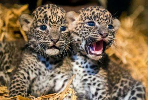 Two female Sri Lankan leopard cubs, born on July 1, 2014, play in their cage in Maubeuge zoo, northern France, on July 29, 2014.