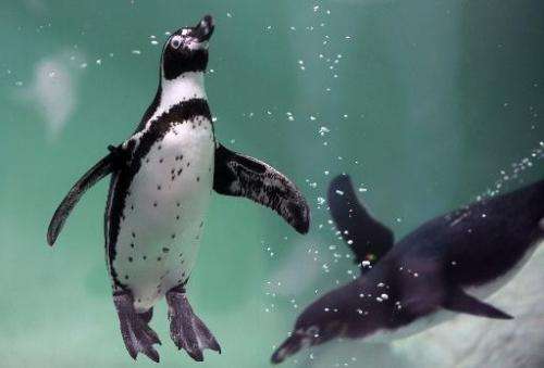Two Humboldt penguins swim at the Aurora zoo on May 6, 2013 in Guatemala City