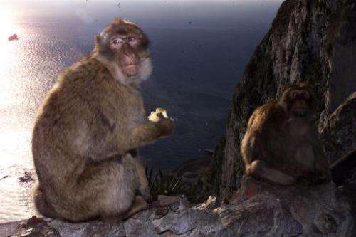 Two macaque monkeys in Gibraltar on February 10, 2000