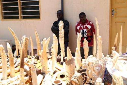 Two men stand guard over ivory seized by the Togolese police, as they are exhibited for journalists in Lome on August 9, 2013