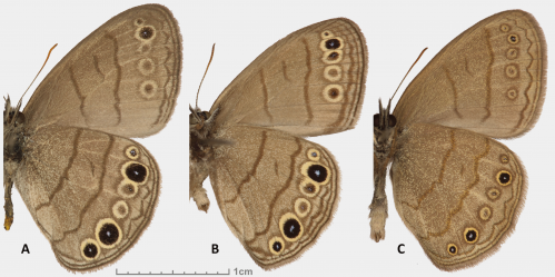 Two new butterfly species discovered in eastern USA