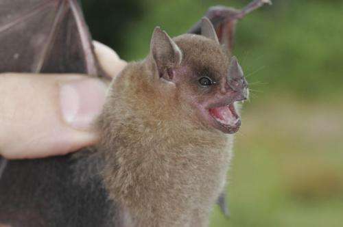 Two new species of yellow-shouldered bats endemic to the Neotropics