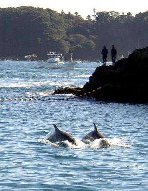 Two Risso's dolphins are herded by fishing boats, 23 November 2003, near the village of Taiji, central Japan