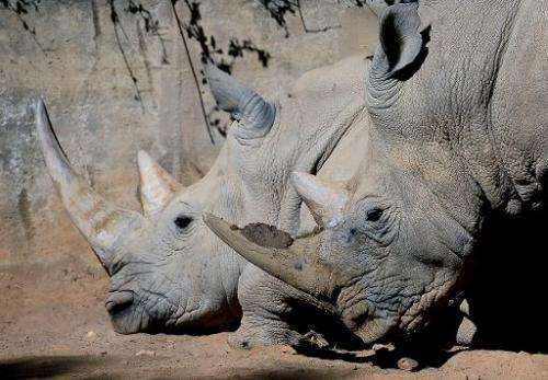 Two white rhinos are pictured at Johannesburg Zoo on July 25, 2013