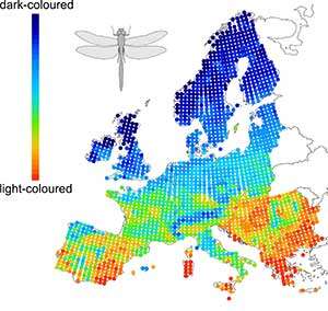 Light-colored butterflies and dragonflies thriving as European climate warms