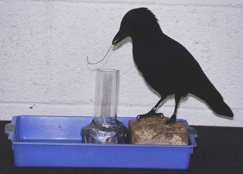 Why tool-wielding crows are left- or right-beaked