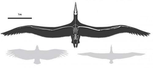 Bruce Museum scientist identifies world's largest-ever flying bird